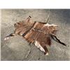 Image 1 : Large AFRICAN NYALA Hide or NYALA SKIN