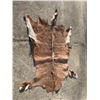 Image 2 : Large AFRICAN NYALA Hide or NYALA SKIN
