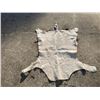 Image 3 : Large AFRICAN NYALA Hide or NYALA SKIN