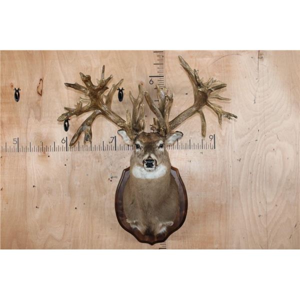Massive Non-Typical WHITETAIL DEER Shoulder Mount with *Real Antlers* with over 70-Points