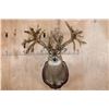 Image 1 : Massive Non-Typical WHITETAIL DEER Shoulder Mount with *Real Antlers* with over 70-Points
