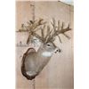 Image 3 : Massive Non-Typical WHITETAIL DEER Shoulder Mount with *Real Antlers* with over 70-Points
