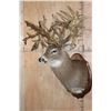 Image 4 : Massive Non-Typical WHITETAIL DEER Shoulder Mount with *Real Antlers* with over 70-Points
