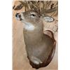 Image 5 : Massive Non-Typical WHITETAIL DEER Shoulder Mount with *Real Antlers* with over 70-Points