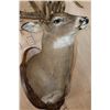 Image 6 : Massive Non-Typical WHITETAIL DEER Shoulder Mount with *Real Antlers* with over 70-Points