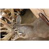 Image 7 : Massive Non-Typical WHITETAIL DEER Shoulder Mount with *Real Antlers* with over 70-Points