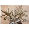 Image 8 : Massive Non-Typical WHITETAIL DEER Shoulder Mount with *Real Antlers* with over 70-Points