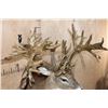 Image 9 : Massive Non-Typical WHITETAIL DEER Shoulder Mount with *Real Antlers* with over 70-Points