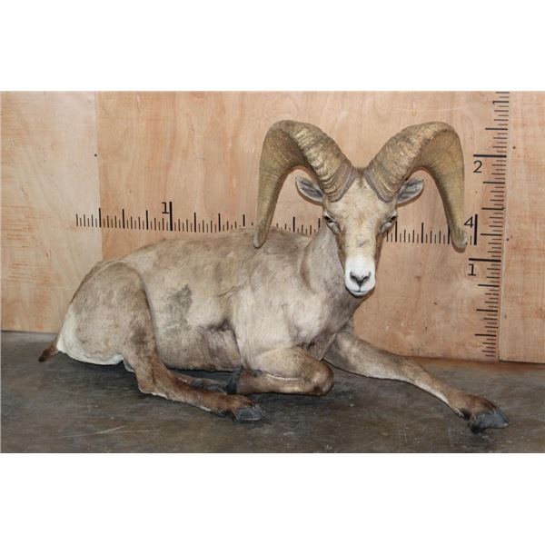 XXL Life-sized Laying DESERT SHEEP