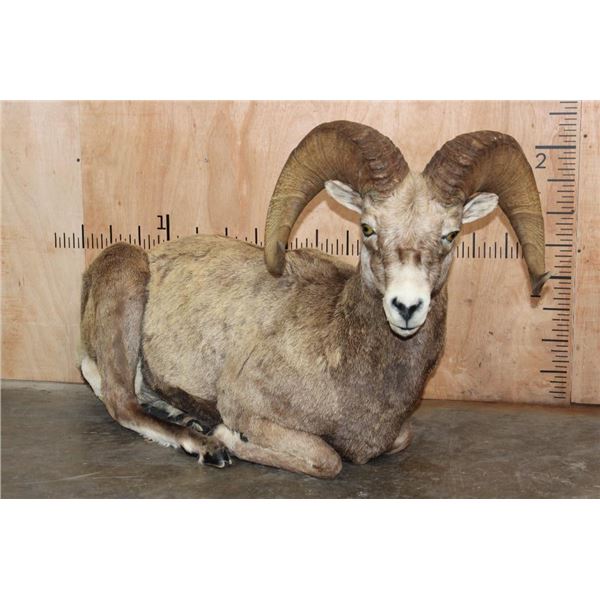 Big Life-sized Laying ROCKY MOUNTAIN BIGHORN Sheep Ram