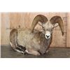 Image 1 : Big Life-sized Laying ROCKY MOUNTAIN BIGHORN Sheep Ram
