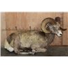 Image 2 : Big Life-sized Laying ROCKY MOUNTAIN BIGHORN Sheep Ram