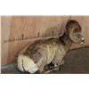 Image 3 : Big Life-sized Laying ROCKY MOUNTAIN BIGHORN Sheep Ram