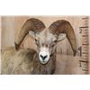Image 4 : Big Life-sized Laying ROCKY MOUNTAIN BIGHORN Sheep Ram