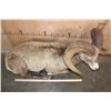 Image 5 : Big Life-sized Laying ROCKY MOUNTAIN BIGHORN Sheep Ram