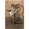 Image 6 : Big Life-sized Laying ROCKY MOUNTAIN BIGHORN Sheep Ram