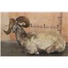 Image 7 : Big Life-sized Laying ROCKY MOUNTAIN BIGHORN Sheep Ram