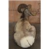 Image 8 : Big Life-sized Laying ROCKY MOUNTAIN BIGHORN Sheep Ram