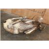 Image 9 : Big Life-sized Laying ROCKY MOUNTAIN BIGHORN Sheep Ram