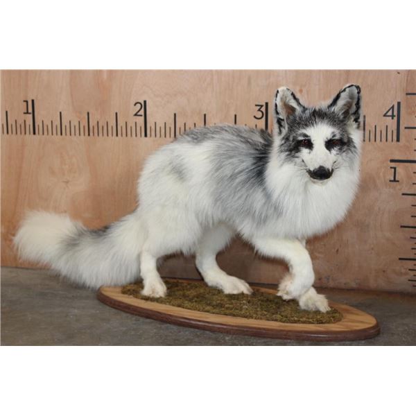 Life-sized ARCTIC MARBLE FOX on a Decorative Wood Base