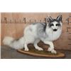 Image 1 : Life-sized ARCTIC MARBLE FOX on a Decorative Wood Base