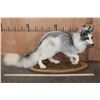 Image 2 : Life-sized ARCTIC MARBLE FOX on a Decorative Wood Base