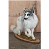 Image 3 : Life-sized ARCTIC MARBLE FOX on a Decorative Wood Base