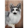 Image 4 : Life-sized ARCTIC MARBLE FOX on a Decorative Wood Base