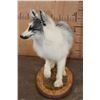 Image 5 : Life-sized ARCTIC MARBLE FOX on a Decorative Wood Base
