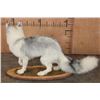 Image 6 : Life-sized ARCTIC MARBLE FOX on a Decorative Wood Base