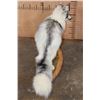 Image 7 : Life-sized ARCTIC MARBLE FOX on a Decorative Wood Base