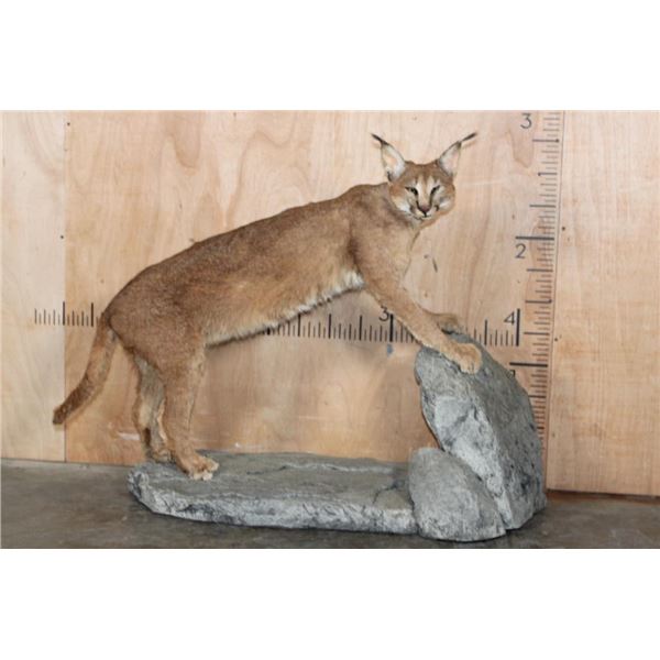 Life-sized CARACAL CAT on a Lightweight Foam Base
