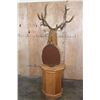Image 10 : 19-Point PERE DAVID'S DEER Pedestal Mount