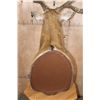 Image 11 : 19-Point PERE DAVID'S DEER Pedestal Mount