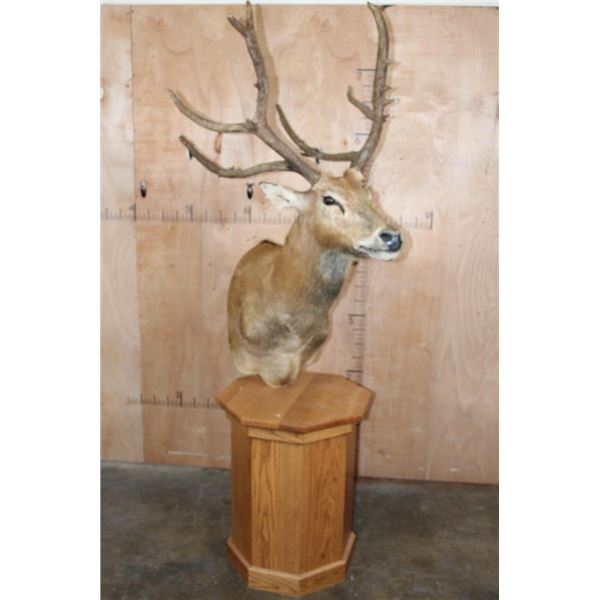 19-Point PERE DAVID'S DEER Pedestal Mount
