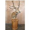 Image 1 : 19-Point PERE DAVID'S DEER Pedestal Mount