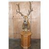Image 2 : 19-Point PERE DAVID'S DEER Pedestal Mount