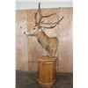 Image 3 : 19-Point PERE DAVID'S DEER Pedestal Mount