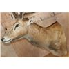 Image 4 : 19-Point PERE DAVID'S DEER Pedestal Mount