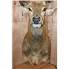 Image 6 : 19-Point PERE DAVID'S DEER Pedestal Mount