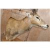 Image 7 : 19-Point PERE DAVID'S DEER Pedestal Mount