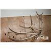 Image 9 : 19-Point PERE DAVID'S DEER Pedestal Mount