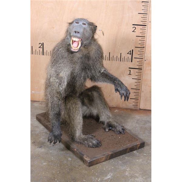 Life-sized BABOON on a Wooden Base