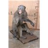 Image 1 : Life-sized BABOON on a Wooden Base