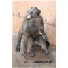 Image 2 : Life-sized BABOON on a Wooden Base