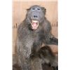 Image 4 : Life-sized BABOON on a Wooden Base