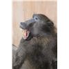 Image 5 : Life-sized BABOON on a Wooden Base
