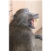 Image 6 : Life-sized BABOON on a Wooden Base