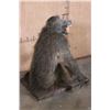 Image 7 : Life-sized BABOON on a Wooden Base