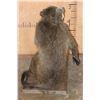 Image 8 : Life-sized BABOON on a Wooden Base